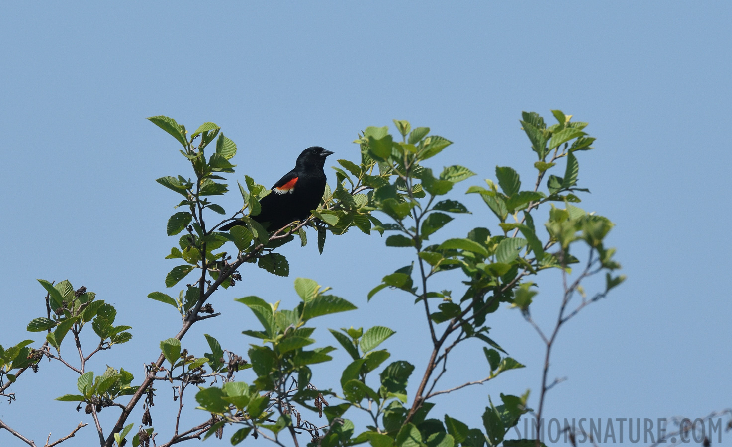 Agelaius phoeniceus phoeniceus [400 mm, 1/3200 sec at f / 8.0, ISO 800]